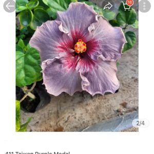Hibiscus Taiwan Purple Medal (411)