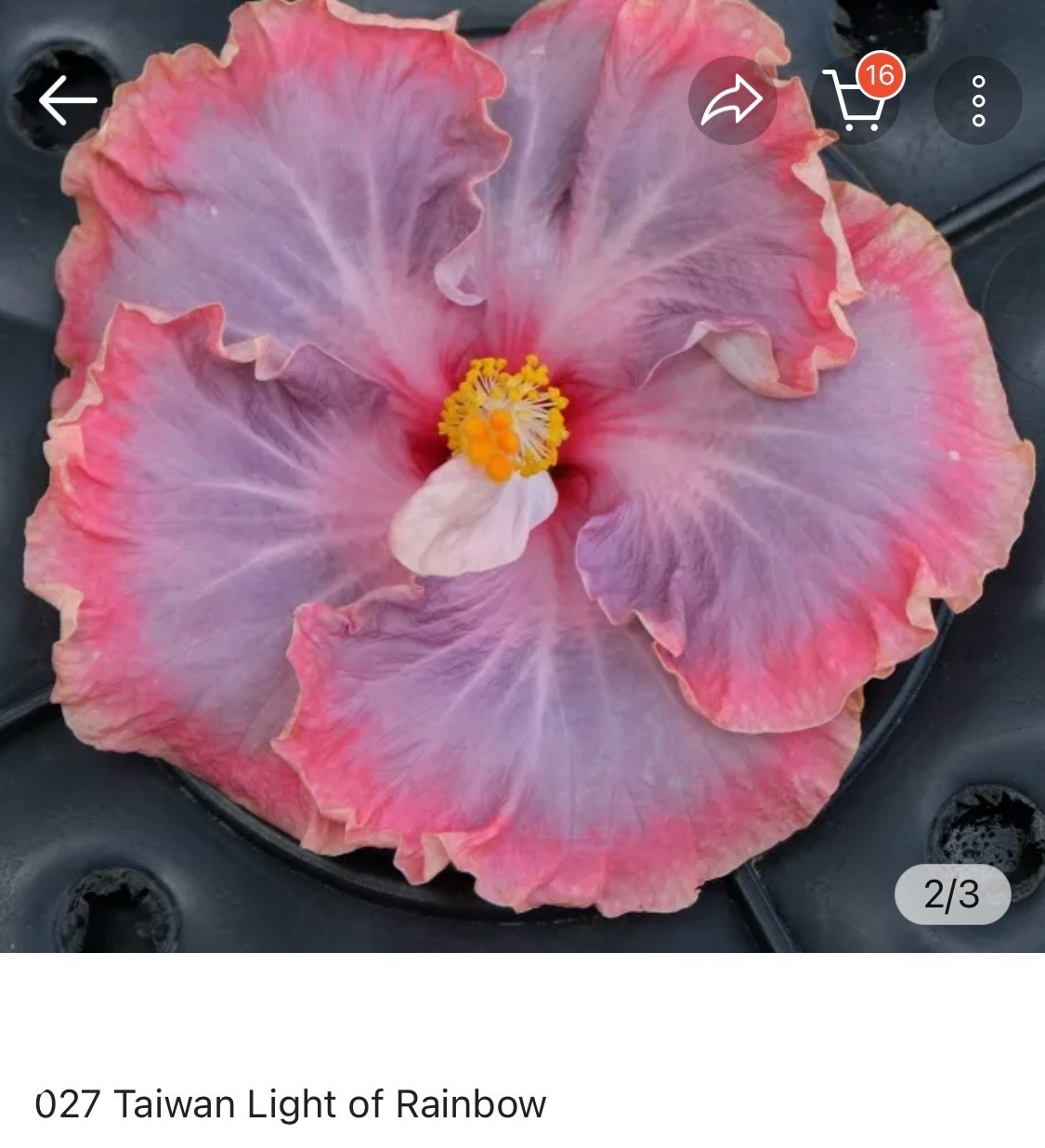 Hibiscus Taiwan Light Of Rainbow (027)