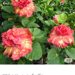 Hibiscus Early Morning (002)