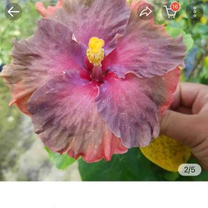 Hibiscus Moorea Juam Lucas (422)