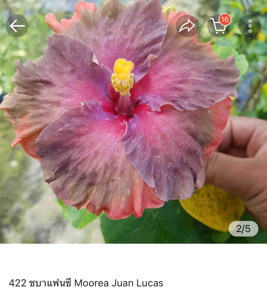 Hibiscus Moorea Juam Lucas (422)
