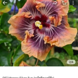 Hibiscus Moorea Silver Sun (097)