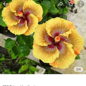 Hibiscus Taiwan Heartbeat (350)