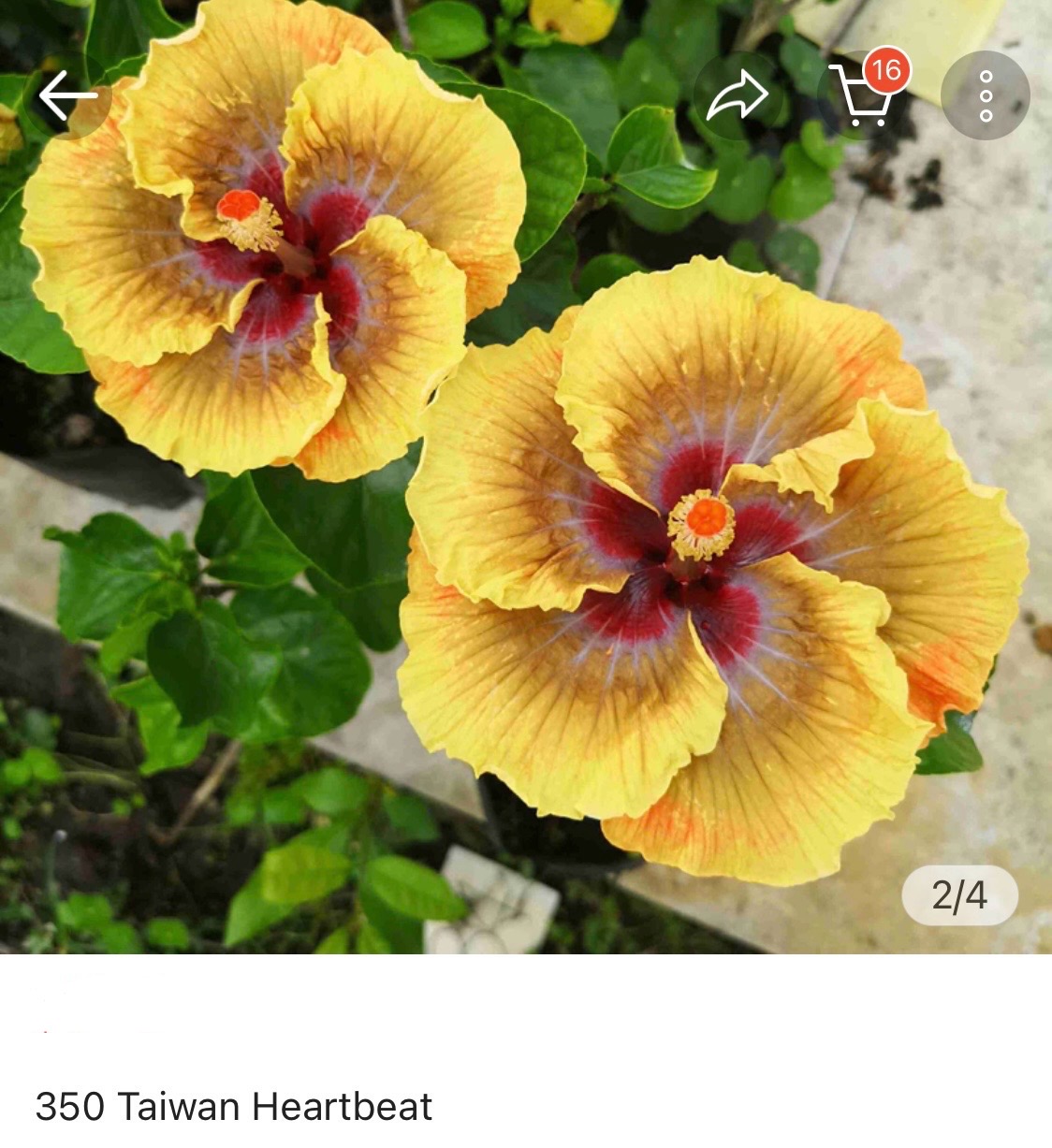 Hibiscus Taiwan Heartbeat (350)