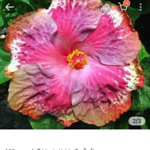 Hibiscus Magic Kyi (028)