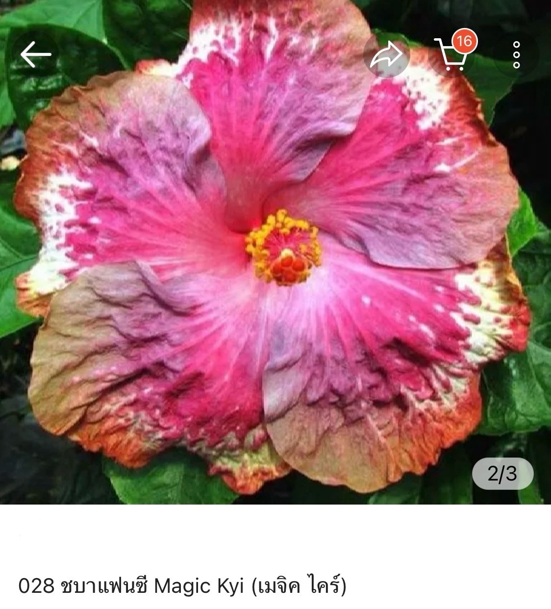 Hibiscus Magic Kyi (028)