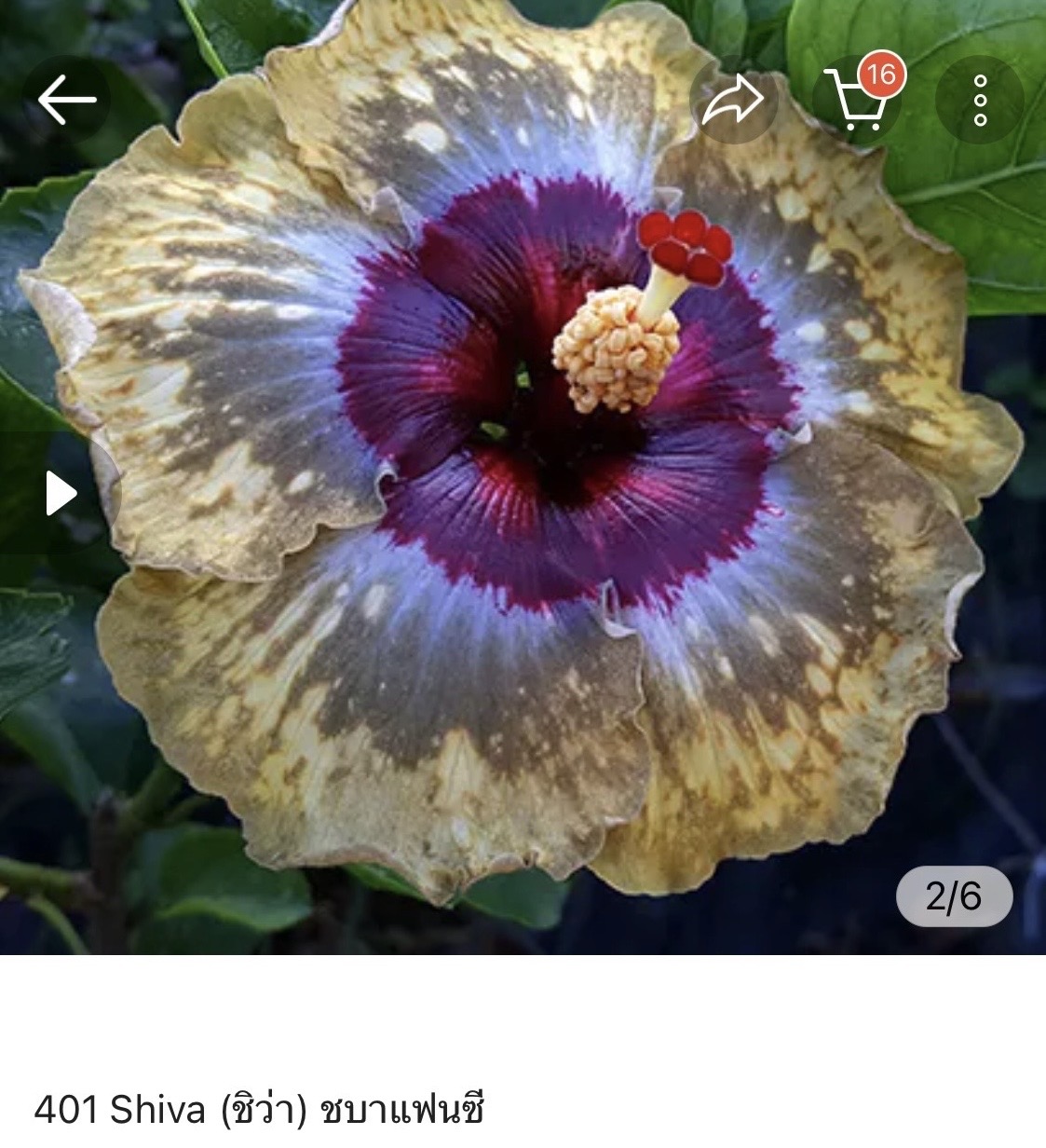 Hibiscus Shiva (401)