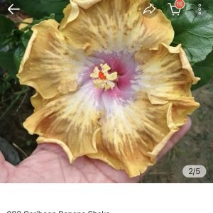 Hibiscus Caribean Banan Shake (082)