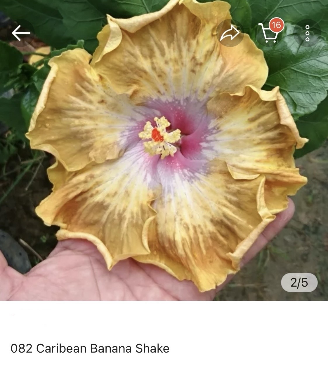 Hibiscus Caribean Banan Shake (082)