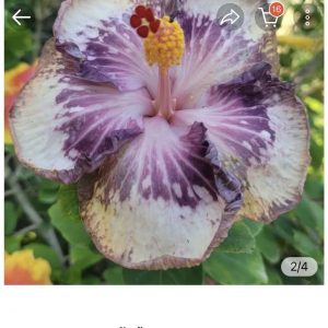 Hibiscus K Loa Point (219)