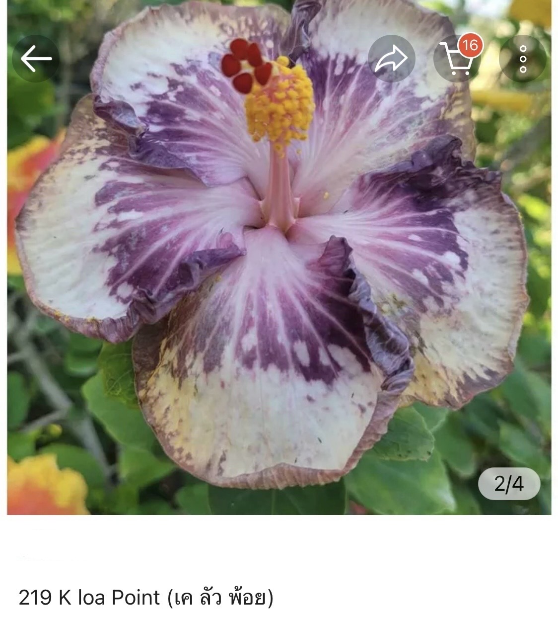 Hibiscus K Loa Point (219)