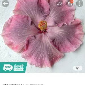 Hibiscus Tahitian Lavender Pastel (214)