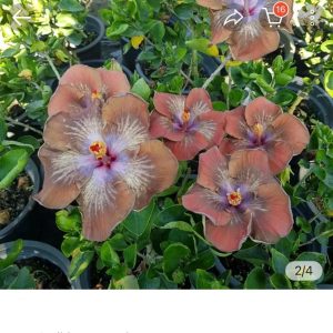 Hibiscus Caribbean Passion (335)
