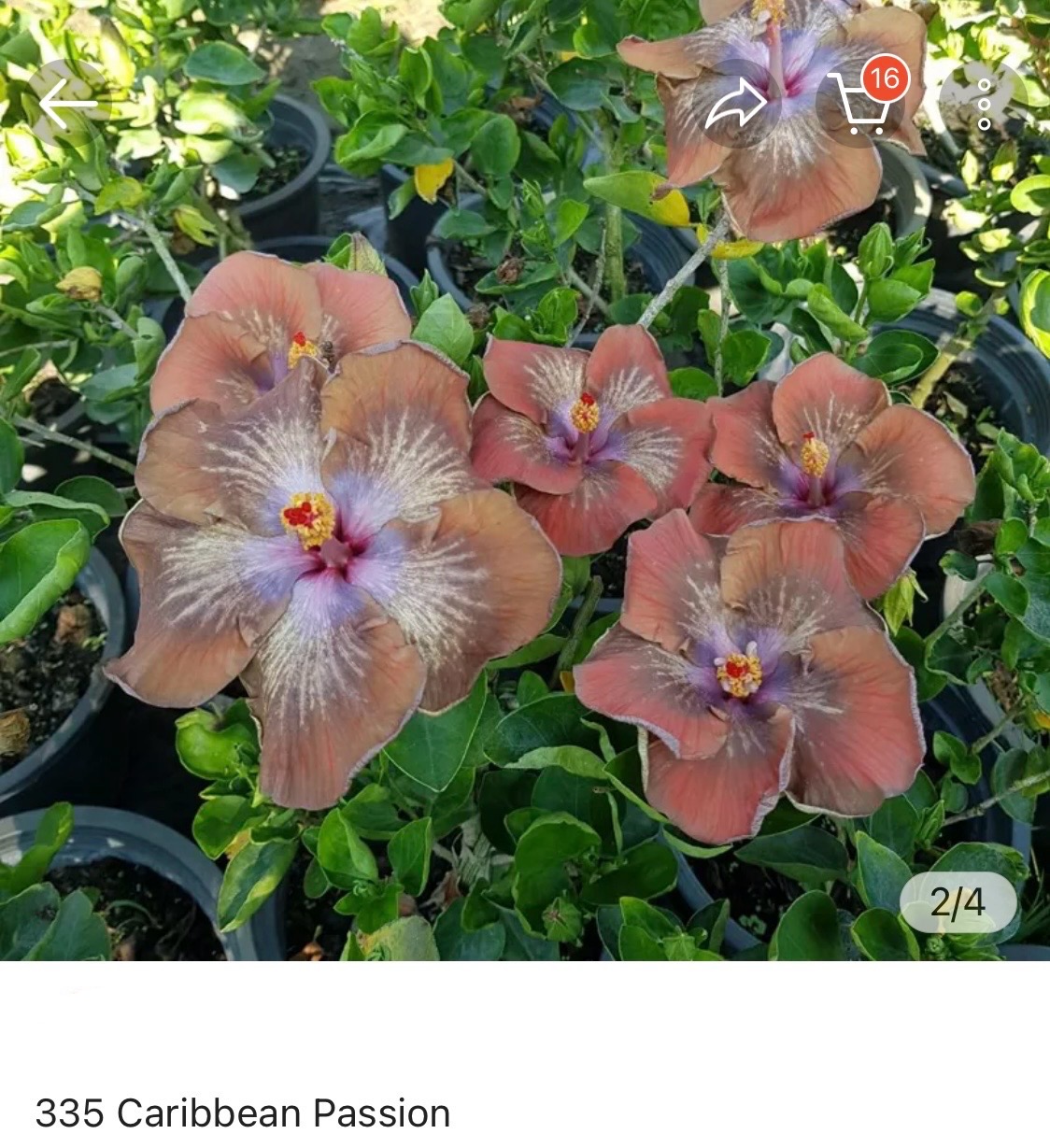 Hibiscus Caribbean Passion (335)