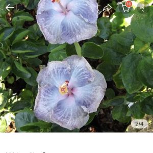 Hibiscus Inca Blue (209)