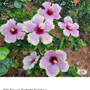 Hibiscus Taiwan Twilight Rainbow (331)