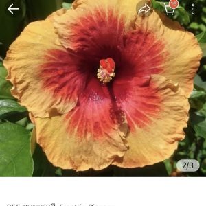 Hibiscus Electric Pizzazz (055)