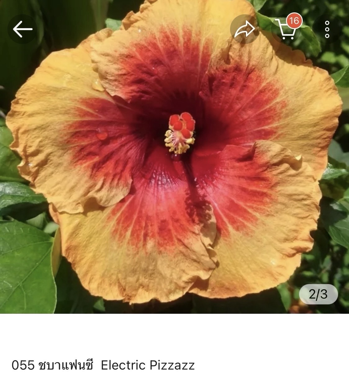 Hibiscus Electric Pizzazz (055)