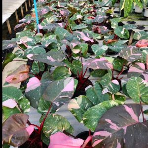 Philodendron  pink princess marbled