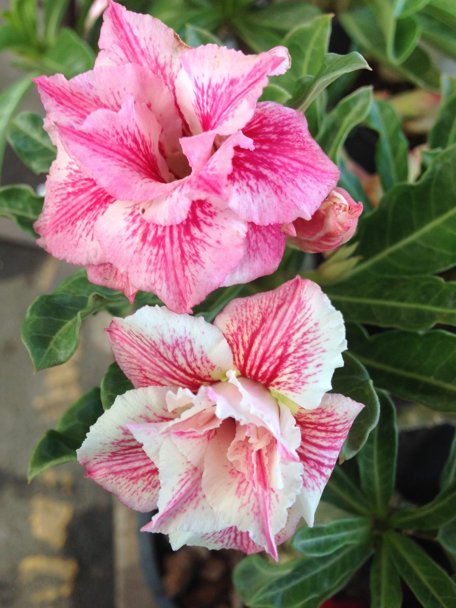 Adenium Sai Fha