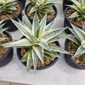 Sansevieria caulescens Gabriella white