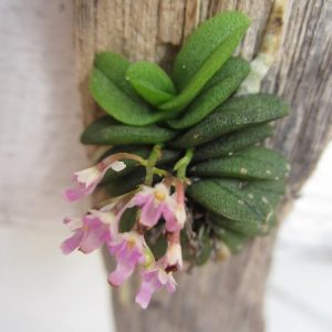 Schoenorchis fragrans
