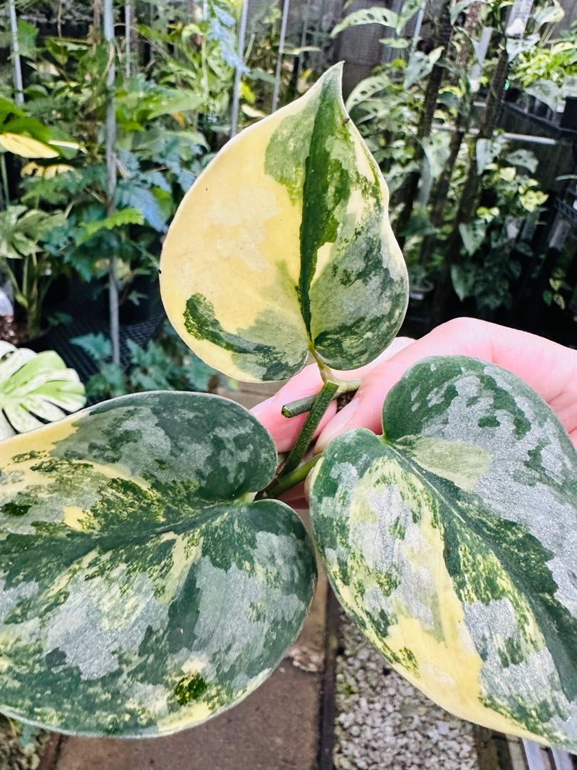 Scindapsus pictus exotica variegata - Image 2