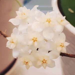 Hoya scortechinii cream  ( rooted cutting )
