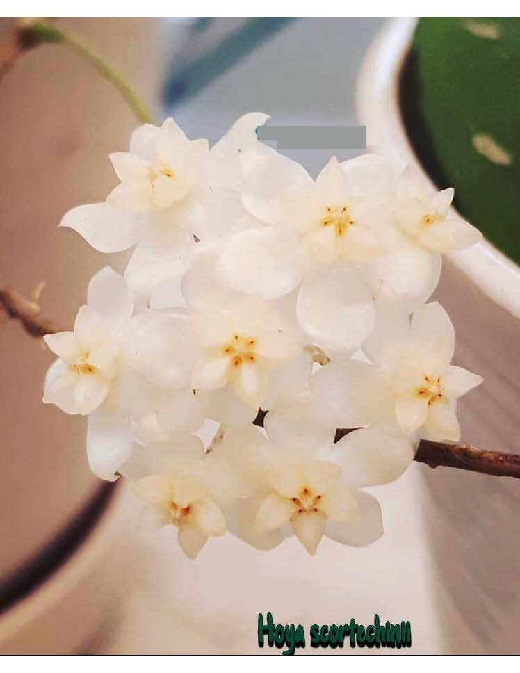 Hoya scortechinii cream ( rooted cutting )