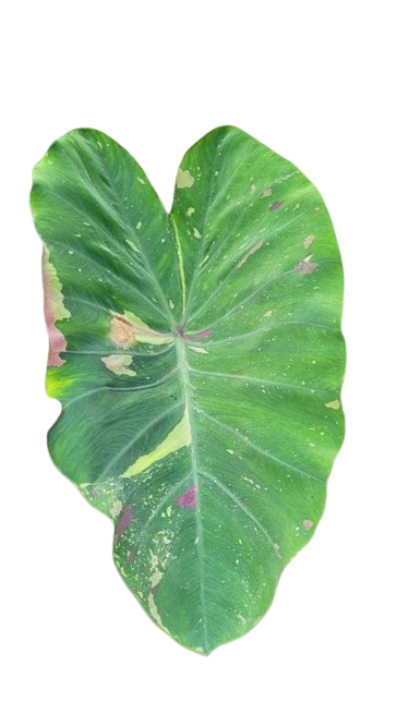 Colocasia siam ruby - Image 2