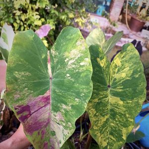 Colocasia siam wonderful