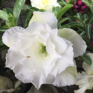 Adenium Snow Ang