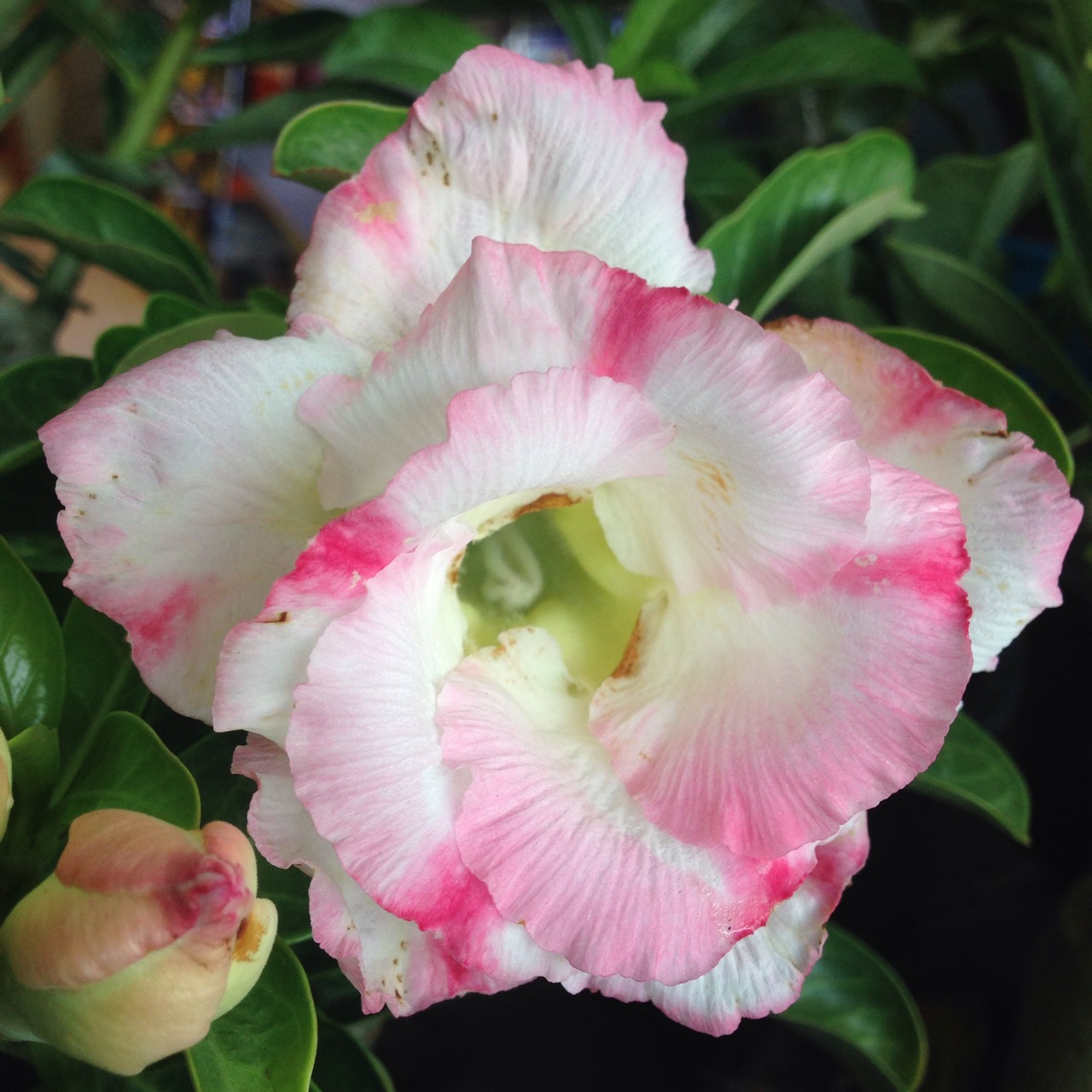Adenium Snow White