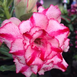 Adenium Soisawan