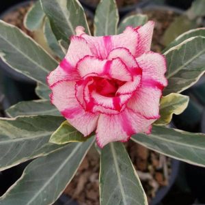 Adenium Soisawan Variegated