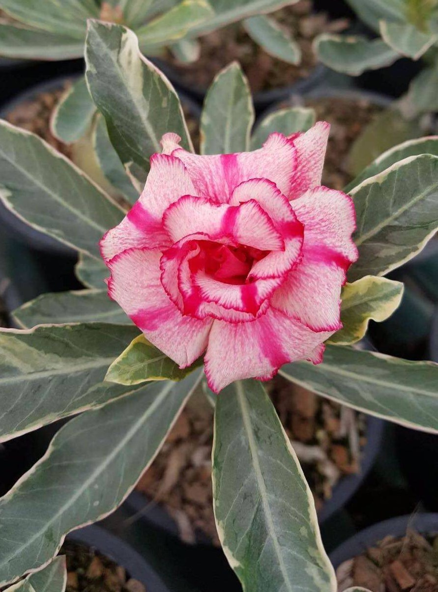 Adenium Soisawan Variegated
