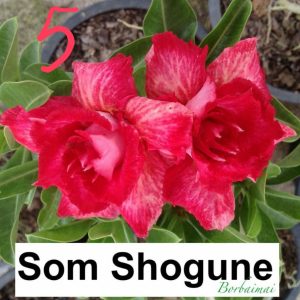 Adenium Som Shogune