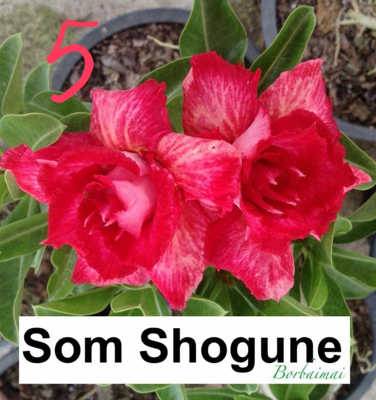 Adenium Som Shogune