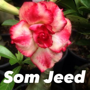 Adenium Soom Jeed