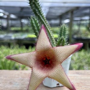 Staparesia hybrid clone 3