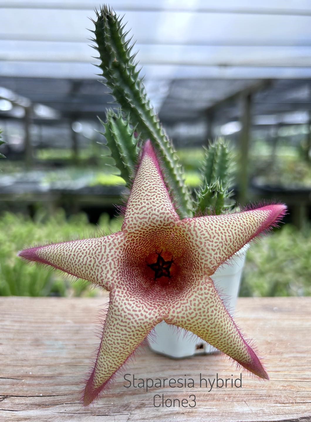 Staparesia hybrid clone 3
