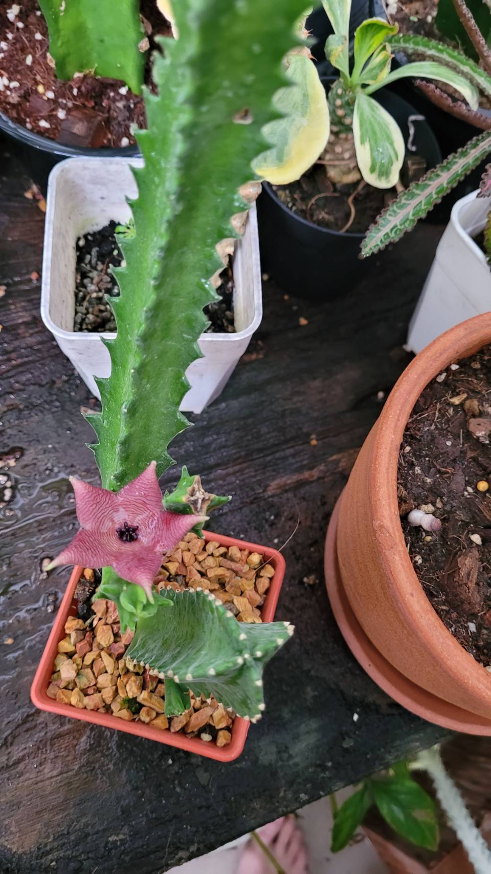 Stapelia clavicorona - Image 3