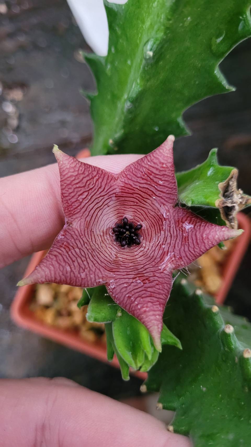 Stapelia clavicorona - Image 2