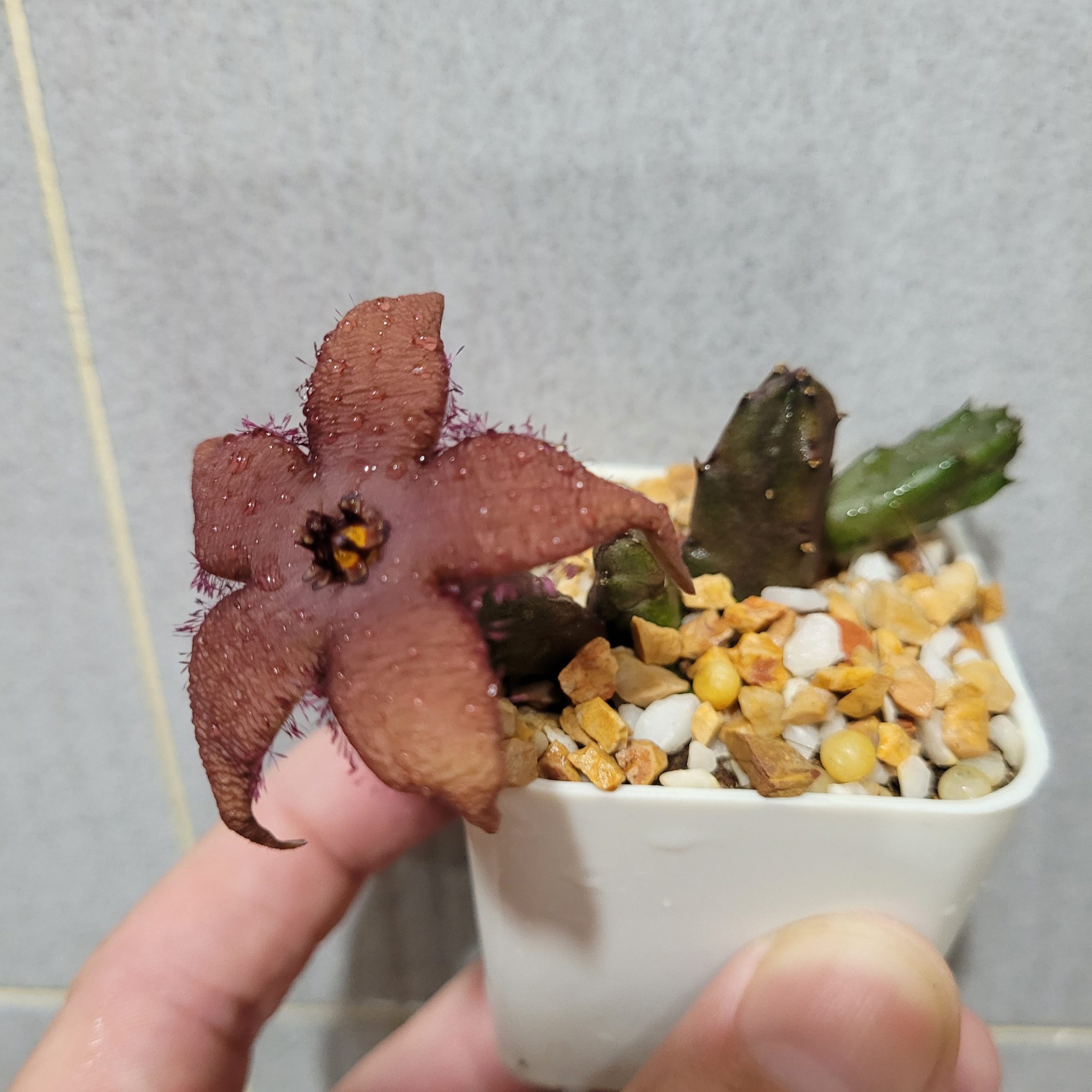 Stapelia schinzii angolensis - Image 5