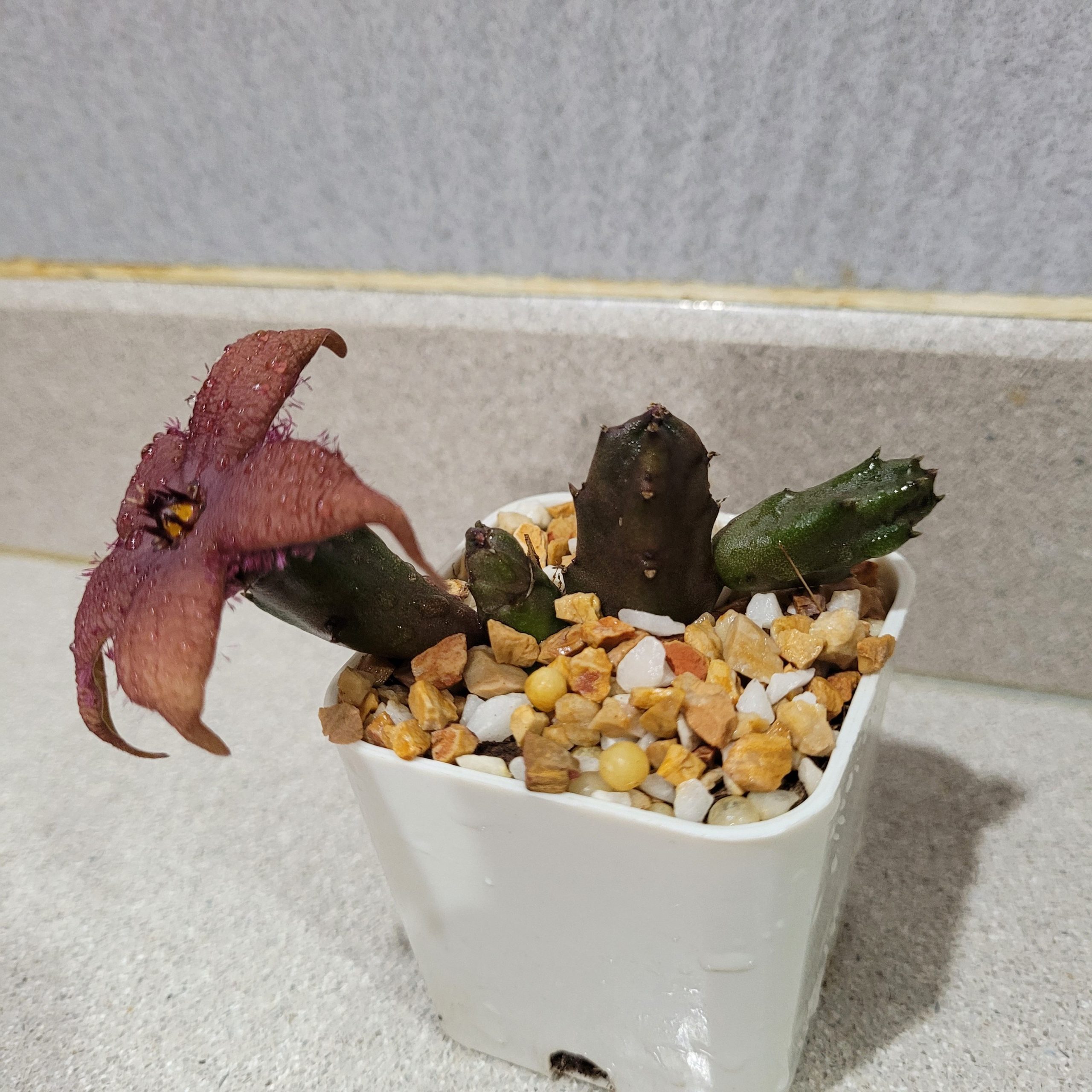 Stapelia schinzii angolensis - Image 3