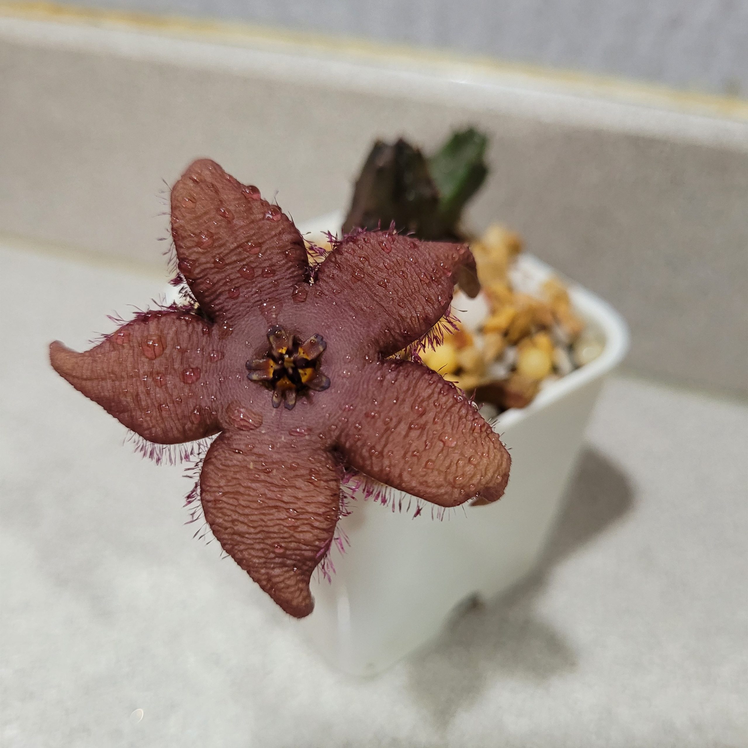 Stapelia schinzii angolensis - Image 4
