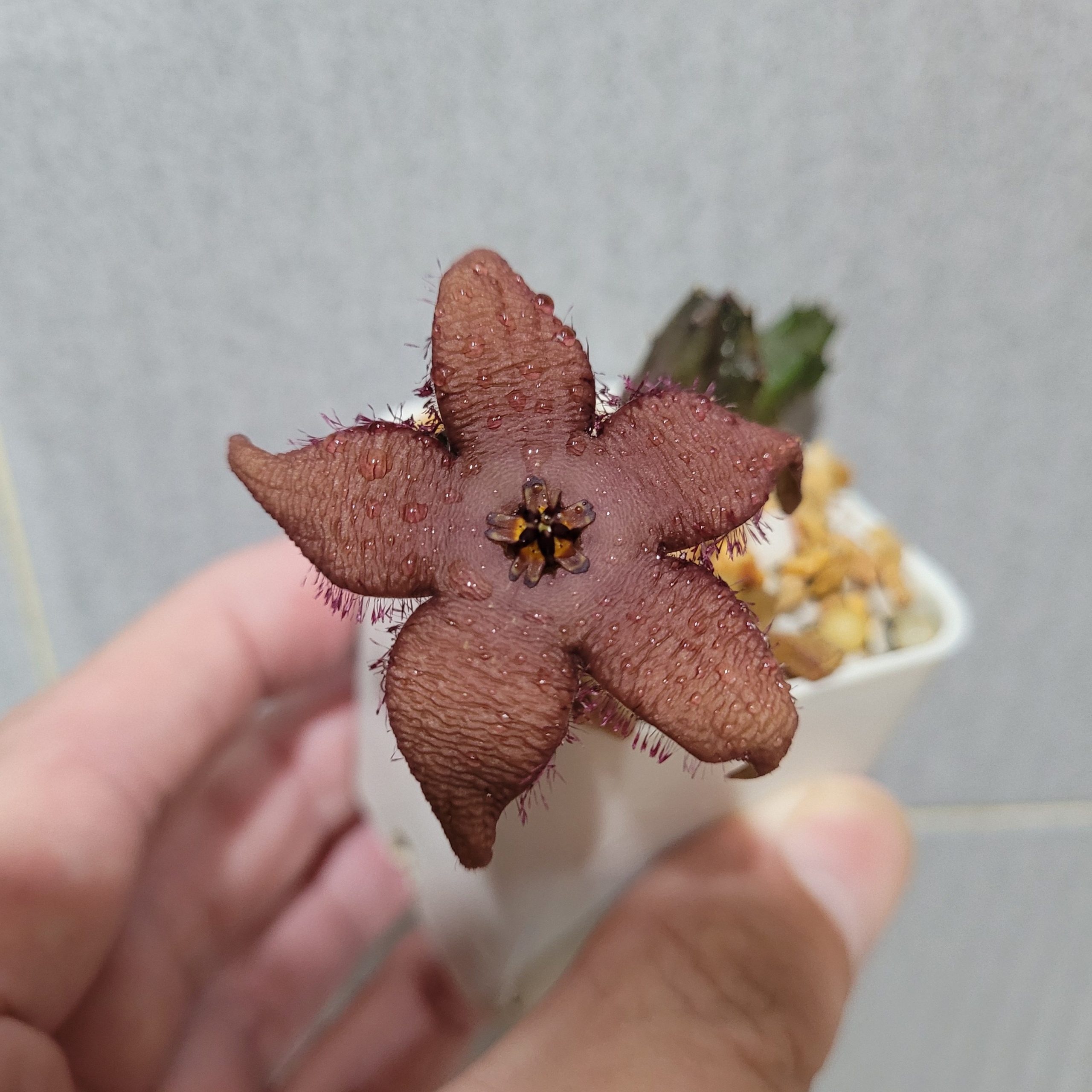 Stapelia schinzii angolensis - Image 2