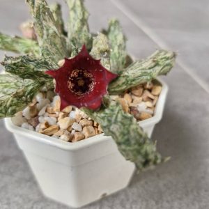 Stapelianthus insignis