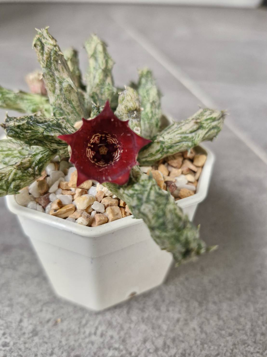 Stapelianthus insignis