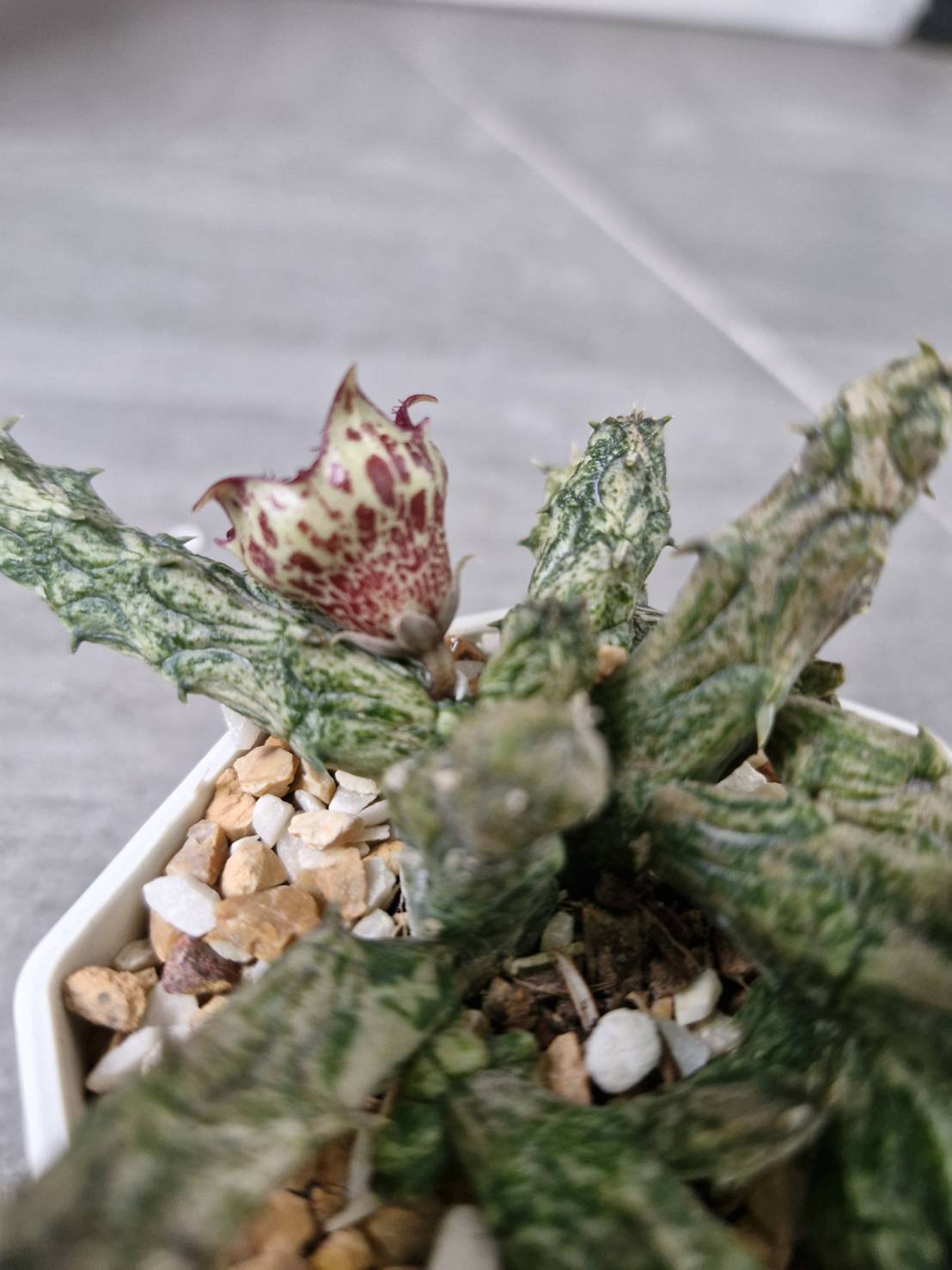 Stapelianthus insignis - Image 2